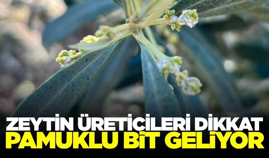 Salihli’de zeytin üreticilerine uyarı: 'Pamuklu bite dikkat'