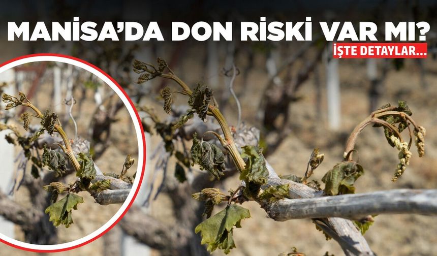 Manisa'da zirai don riski var mı? İşte hava tahmin raporları