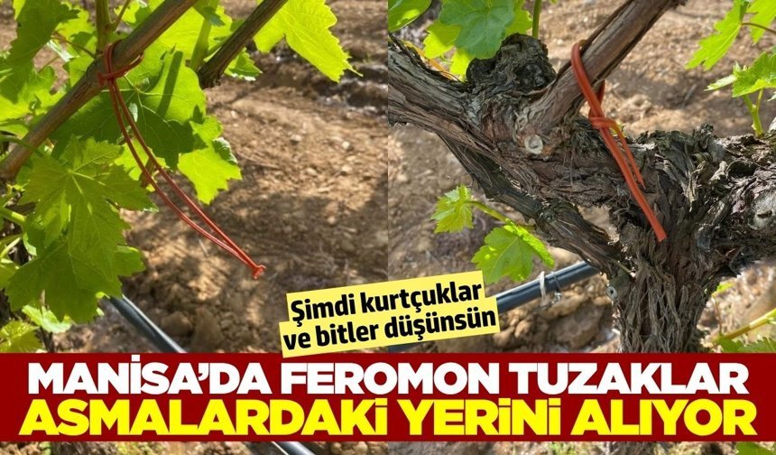 Sarıgöl'de üzüm bağlarında 'Japon Tuzağı' mesaisi başladı