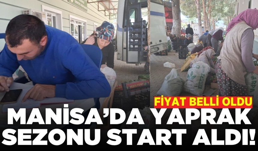 Sarıgöl'de üreticinin yüzü güldü: Yaprak sezonu başladı