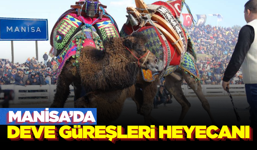 Manisa'da Geleneksel Deve Güreşleri Heyecanı!
