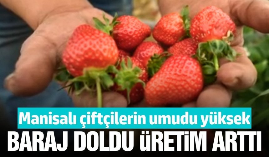 Sezon bol yağışlı geçti, Manisalı üreticinin beklentisi yükseldi