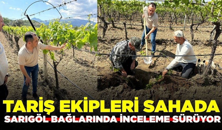 Sarıgöl'de bağ inceleme ve arazi tarama çalışmaları sürüyor!