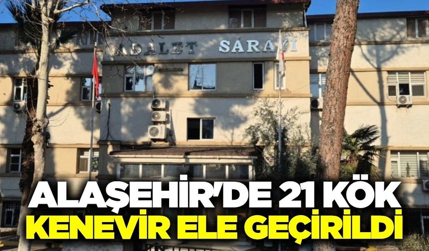 Alaşehir'de kenevir operasyonu: 21 kök ele geçirildi