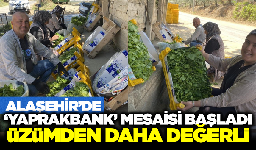 Alaşehir'de Yaprak Fiyatı Üzümü Solladı