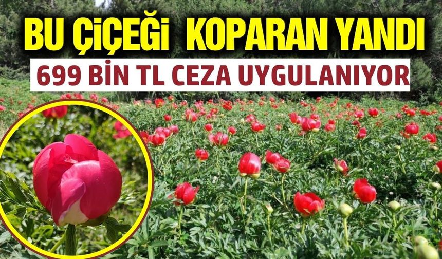 Manisa Spil Dağı’nda görsel şölen: Şakayıklar çiçek açtı