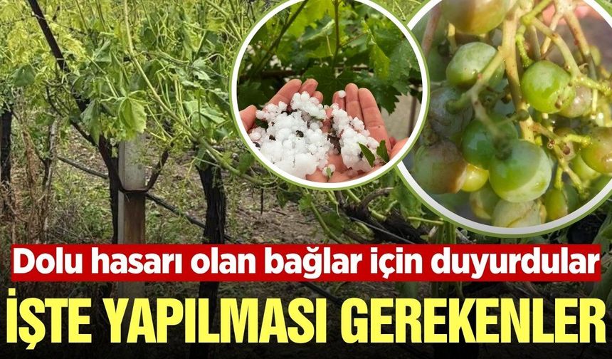 Dolu felaketi sonrası ne yapılmalı: Manisalı çiftçilere kritik uyarı