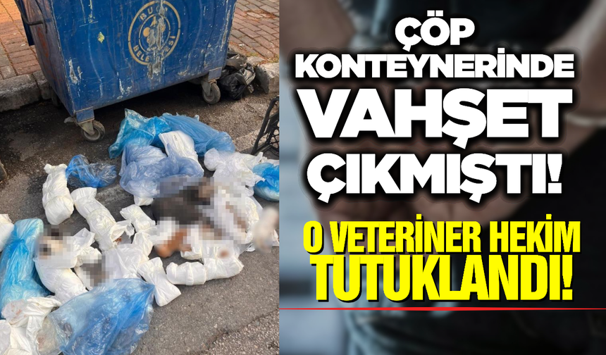 Kedi K*tliamında Flaş Gelişme: Serbest Bırakılan Veteriner Tutuklandı!