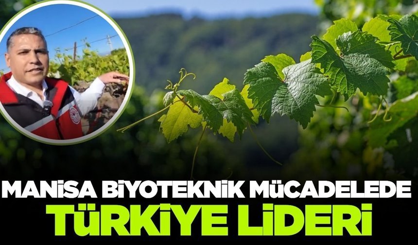 Manisa bağlarında yeni sezon