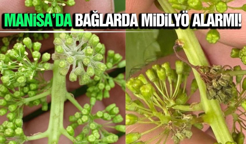 Manisa'da bağları tehdit eden sessiz tehlike! Mildiyö alarmı