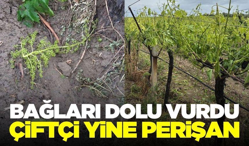 Manisa'da dolu yağışı bağlarda hasara yol açtı