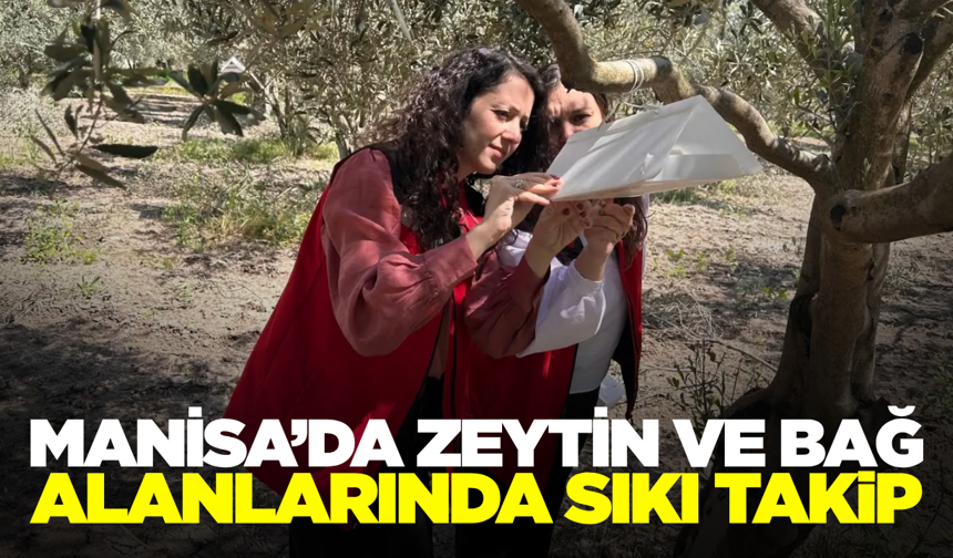 Manisa’da Tarımsal Üretimde Sıkı Takip: Zeytin ve Bağ Alanları Mercek Altında