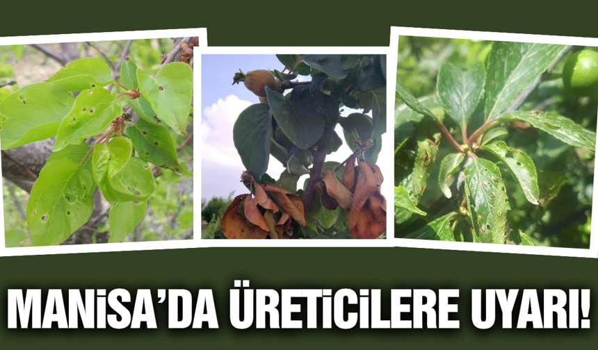 Manisa'da üreticilere hastalık uyarısı!