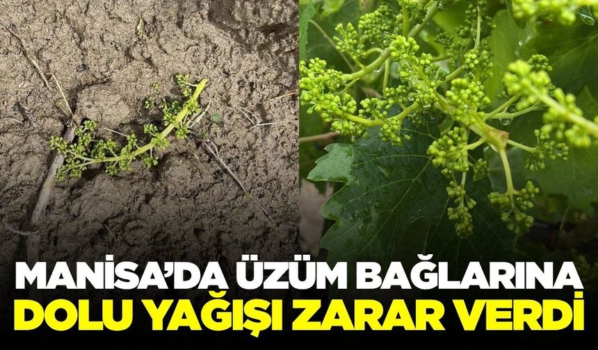 Manisa'da dolu yağışı üzüm bağlarında hasara neden oldu