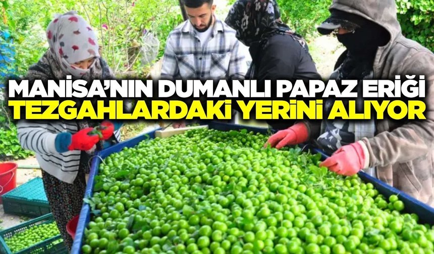 Manisa'nın meşhur eriğinde hasat başladı