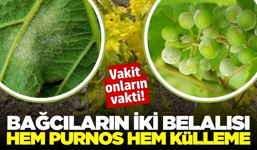 Önce yağmur sonra güneş: Sarıgöl'de bağlarda hastalık alarmı