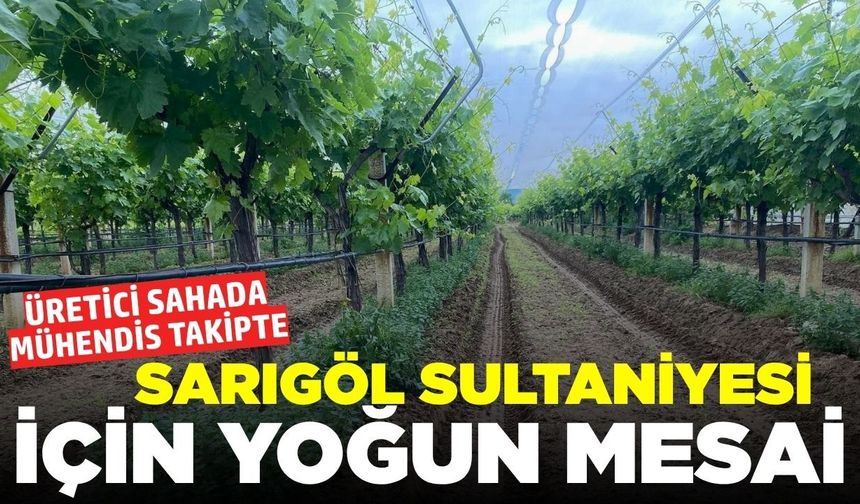 Sarıgöllü üreticiler kaliteli Sultaniye üzümü için mesaide!