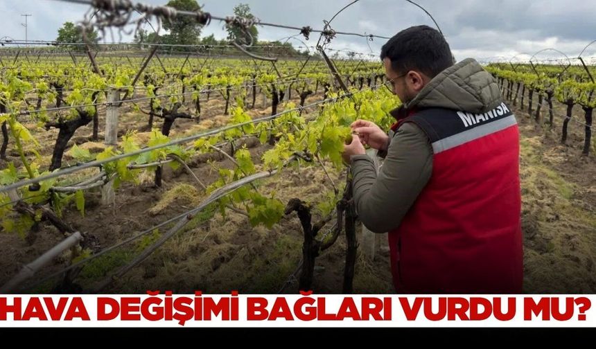 Sarıgöl'de bağ ve bahçelerde saha incelemesi