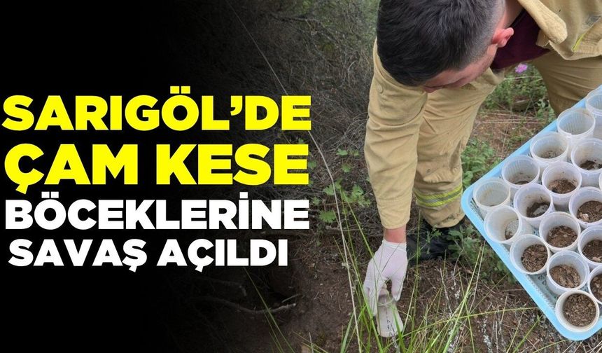 Sarıgöl'de çam ormanlarına biyolojik kalkan