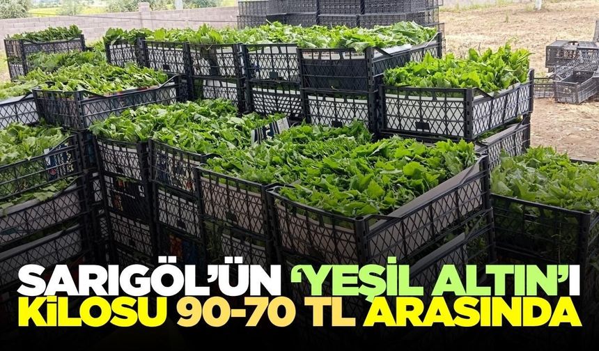 Sarıgöl'de bağın üzümünden önce yaprağı kazandırıyor