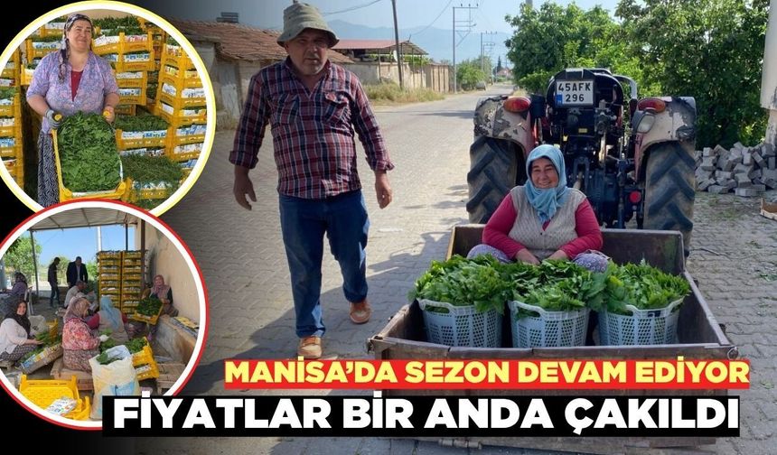Sarıgöl'de yaprak sezonu sürüyor: Fiyat bir anda düştü