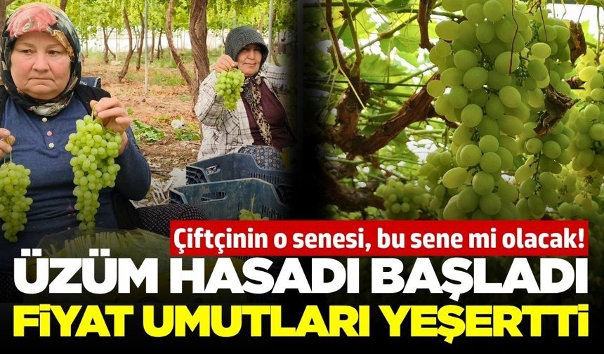 Sezonun ilk üzüm hasadı yapıldı: Fiyat dudak uçuklattı