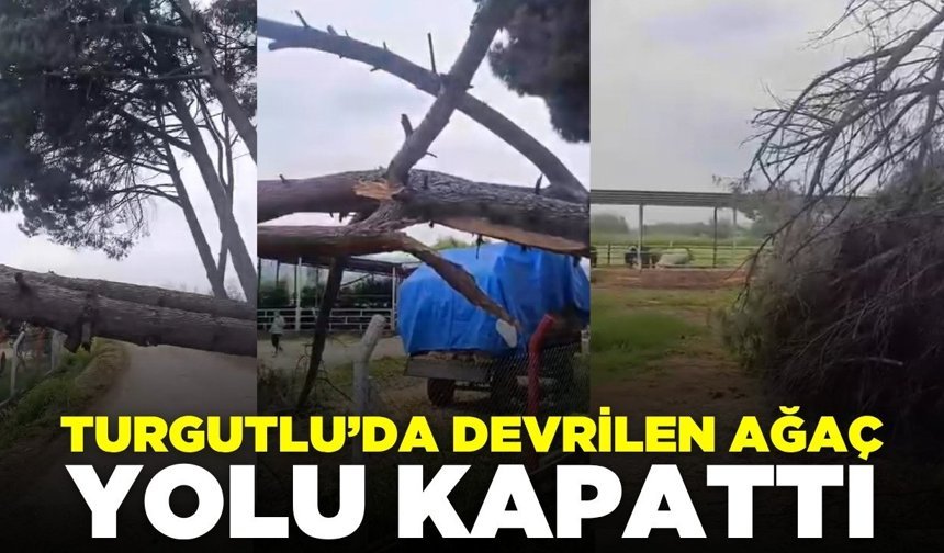 Turgutlu’da Devrilen Ağaç Yolu Kapattı