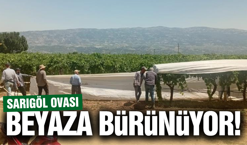 Sarıgöl üzüm bağlarında örtü mesaisi başladı!
