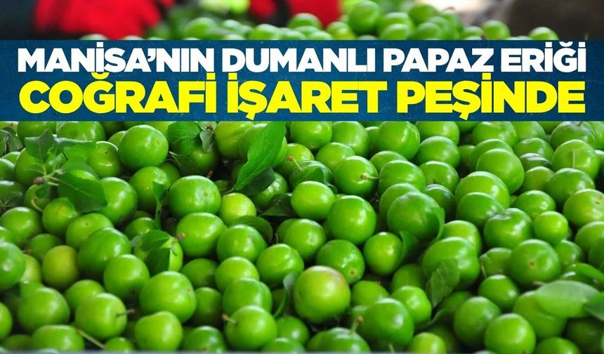 Manisa'da coğrafi işaret girişimi: Dumanlı Eriği tescillenecek