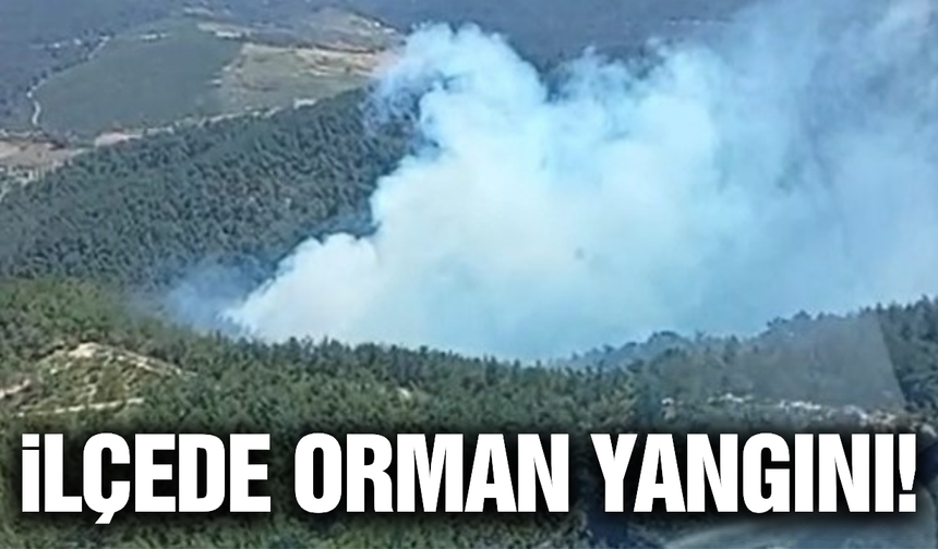 Manisa'da orman yangını: Havadan ve karadan müdahale ediliyor!