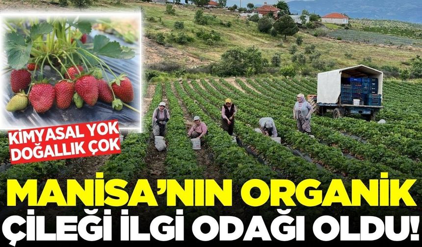 Ne kimyasal var ne pestisit: Manisa'nın sertifikalı çileği