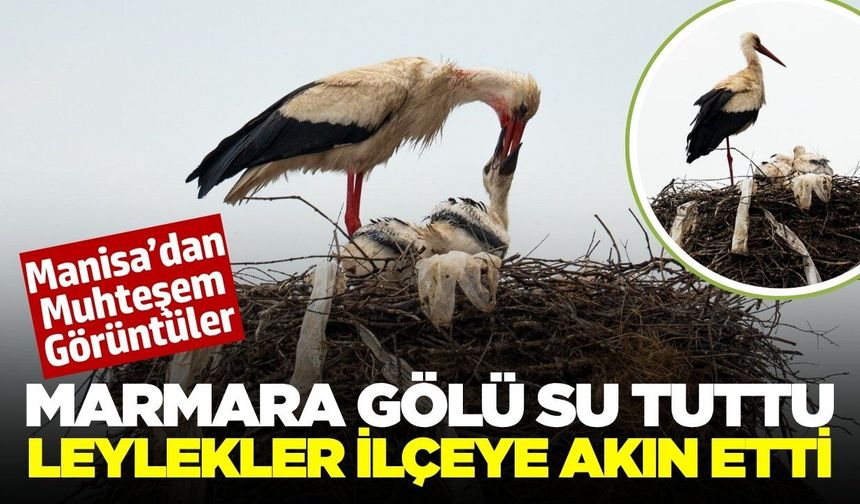 Marmara Gölü canlandı! Leylek nüfusu arttı