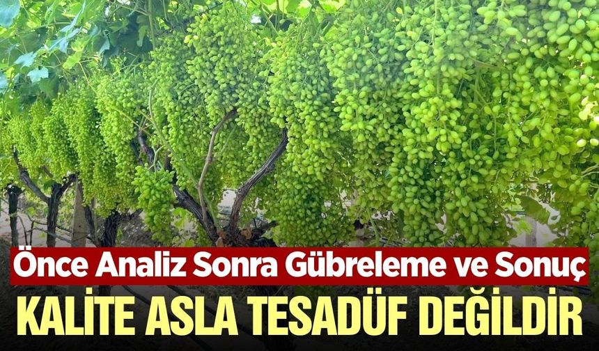Sarıgöl'de kaliteli üzüm yetiştirmenin sırrı bilimden geçiyor
