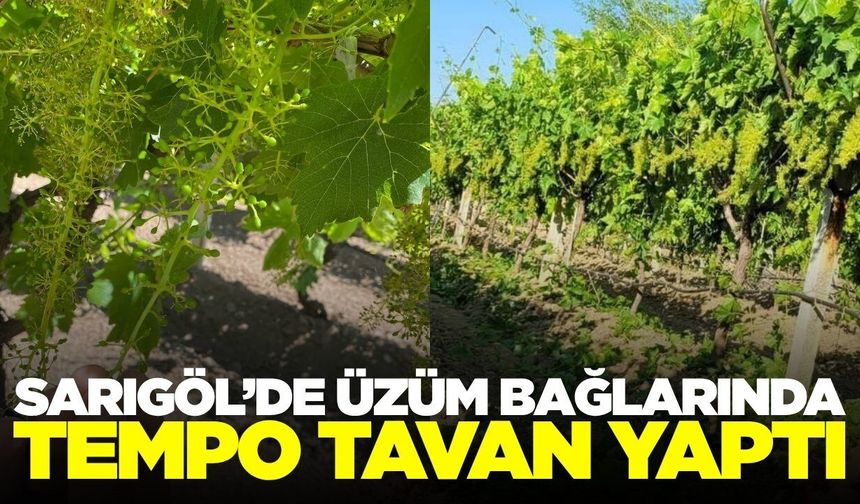 Sarıgöl TARİŞ ekipleri bağlarda kontrollerini aralıksız sürdürüyor