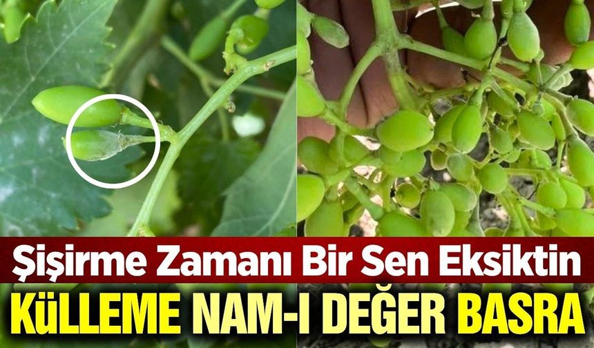 TARİŞ'ten bağcılara uyarı geldi! Verim ve kaliteyi etkiliyor