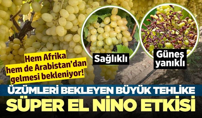 Uzmanlar 45 dereceyi işaret ediyor! Üzümleri yine afet mi bekliyor?