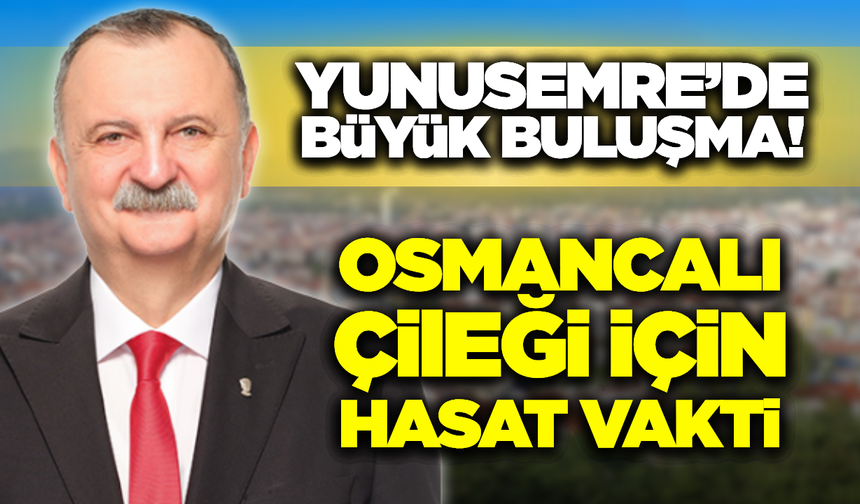 Yunusemre'de Festival Havası! Osmancalı Çileği için İlk Hasat Şenliği Başlıyor!