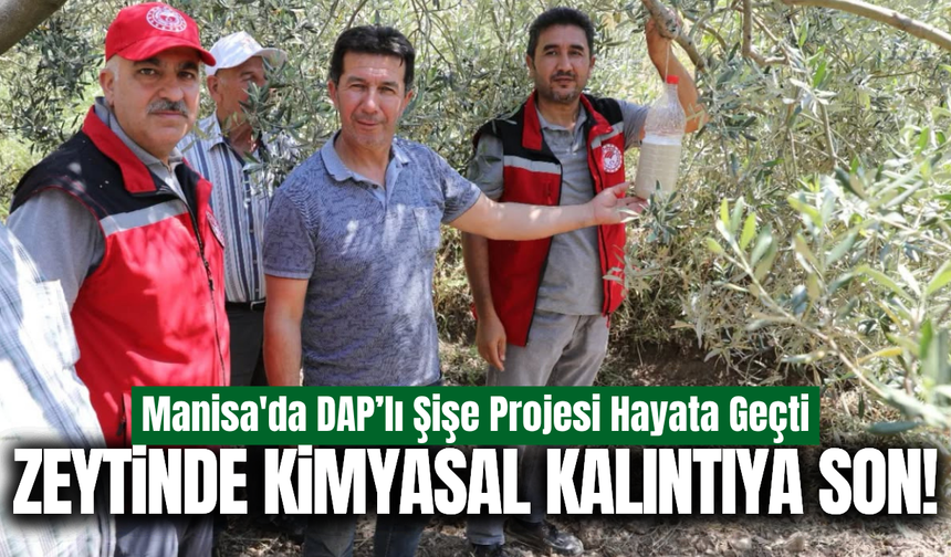 Manisa'da zeytin sineğine karşı biyoteknik hamle!