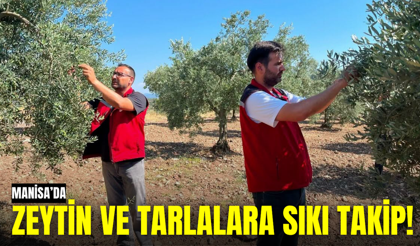 Akhisar’da Zeytin, Pamuk ve Sebze Tarlalarında Zararlı Mesaisi!