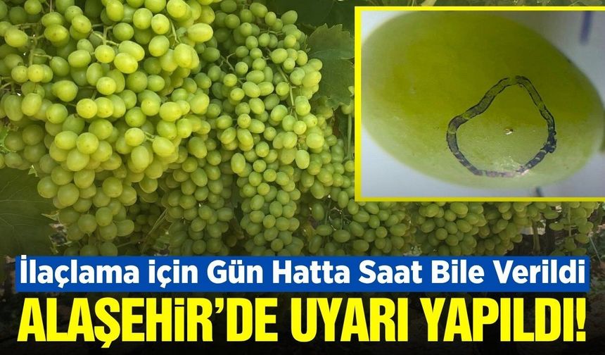 Alaşehir'de Salkım Güvesi Uyarısı! Bağcıya Rahat Nefes Yok