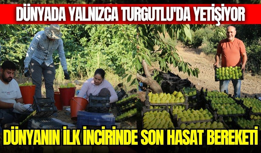 Manisa'nın yediveren inciri değer kazandı