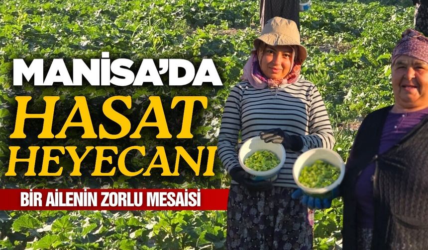 Manisa'da bamya hasadı heyecanı!