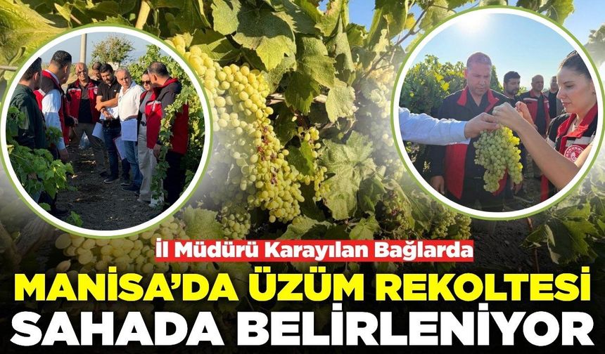 Manisa'da bağlarda rekolte mesaisi!