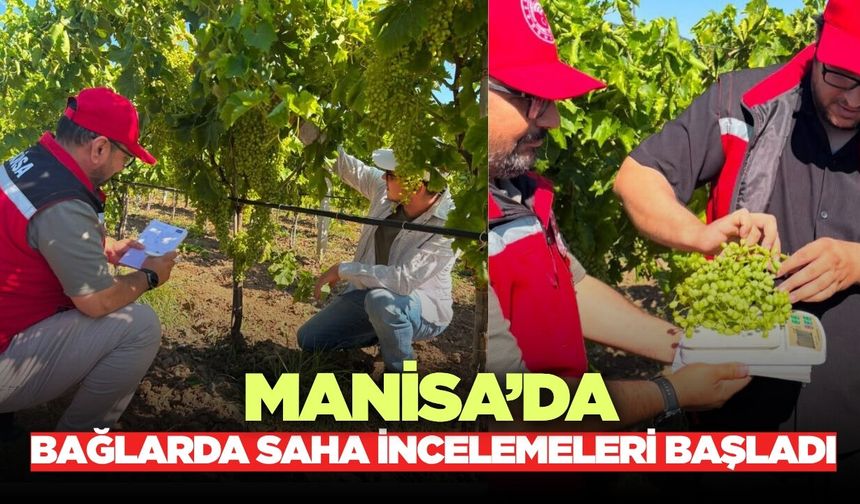 Manisa'da üzüm bağlarında rekolte çalışması