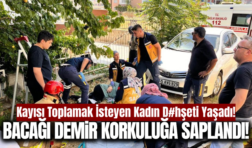Manisa'da kayısı toplamak isteyen kadın hastanelik oldu!