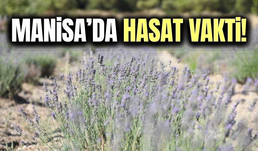 Manisa'da lavanta hasadı başlıyor