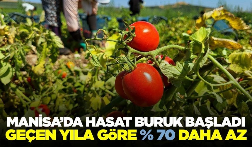 Manisa'da Salçalık Domates Hasadı Başladı