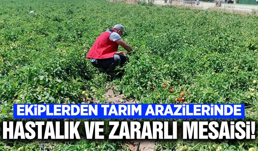 Manisa'da tarım arazilerinde hastalık ve zararlı mesaisi
