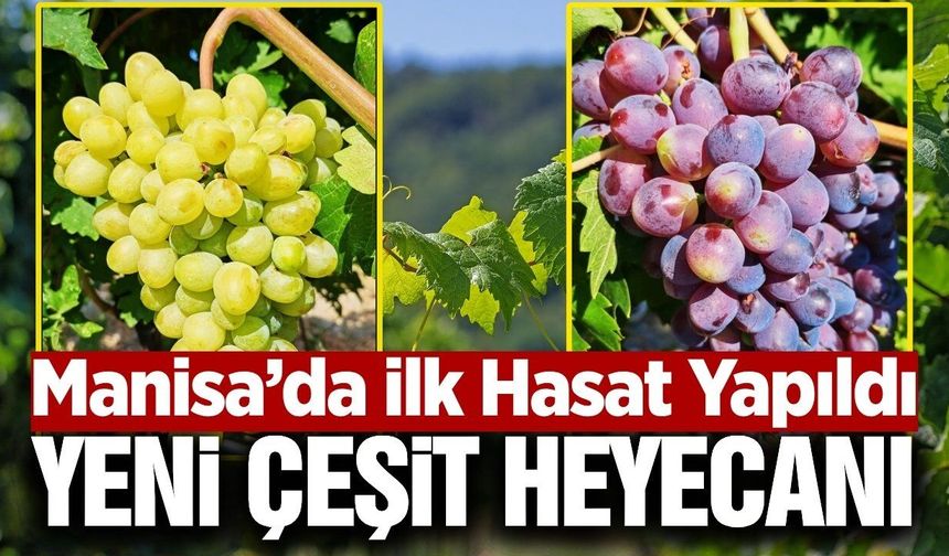 Manisa'da yeni üzüm çeşitleri için ilk hasatlar yapıldı