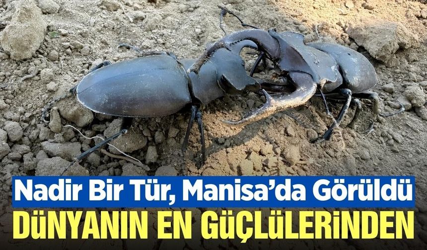 Nadir görülen böcek türü, Manisa'da görüntülendi